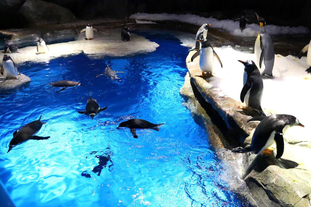 Many visitors have traditionally considered the "Penguin Pavilion" at Hong Kong Ocean Park to be a must-see. The penguins are glass-separated by the tourists and are given the official moniker of "Antarctic Wonder"; it's interesting to gaze at.