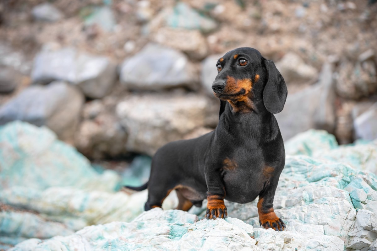 Videos of Dachshunds Hiking at 'Banff National Park' Have Us Green With ...