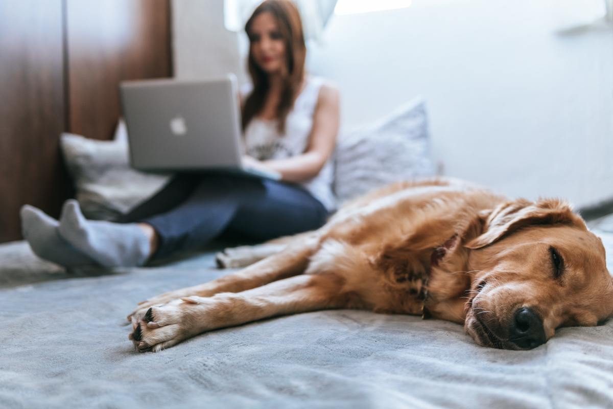 Pet insurance is affordable for young, healthy pets.