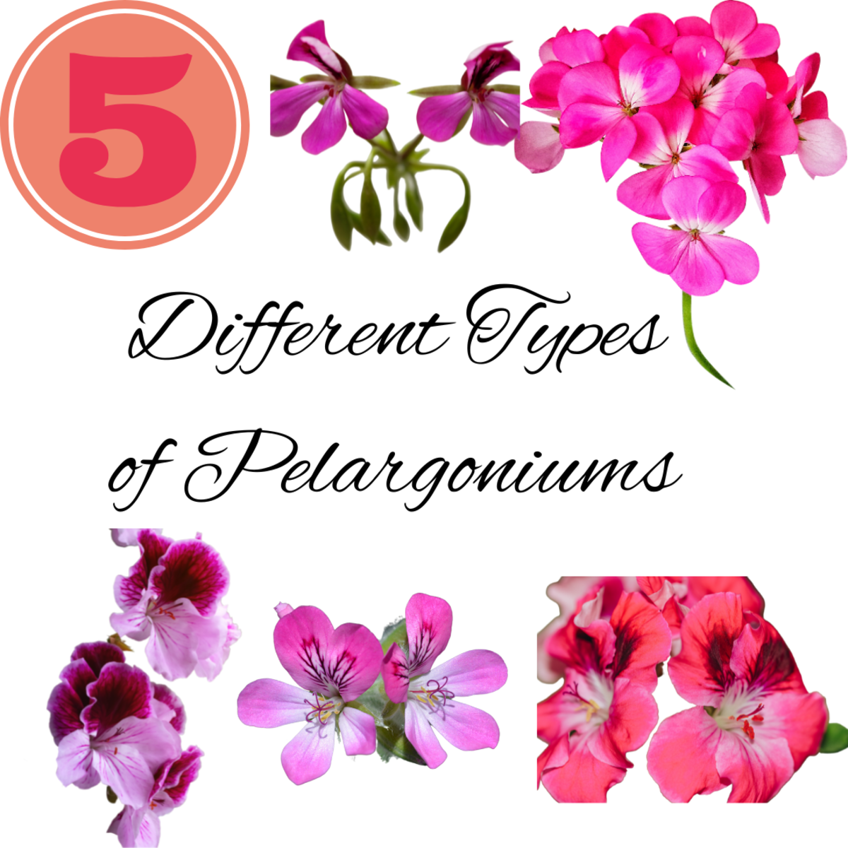 5 Different Types of Geraniums (Pelargoniums)
