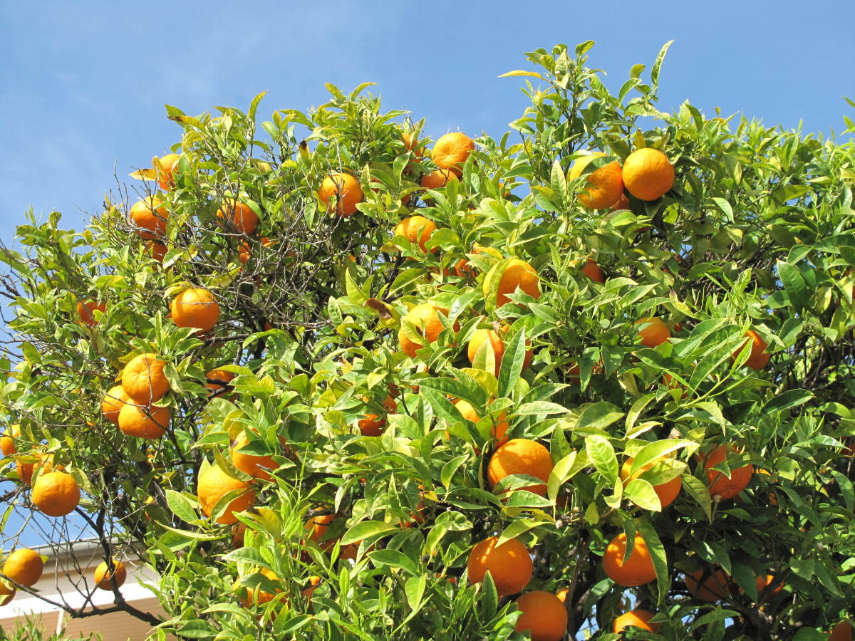 7-varieties-of-oranges-in-the-world