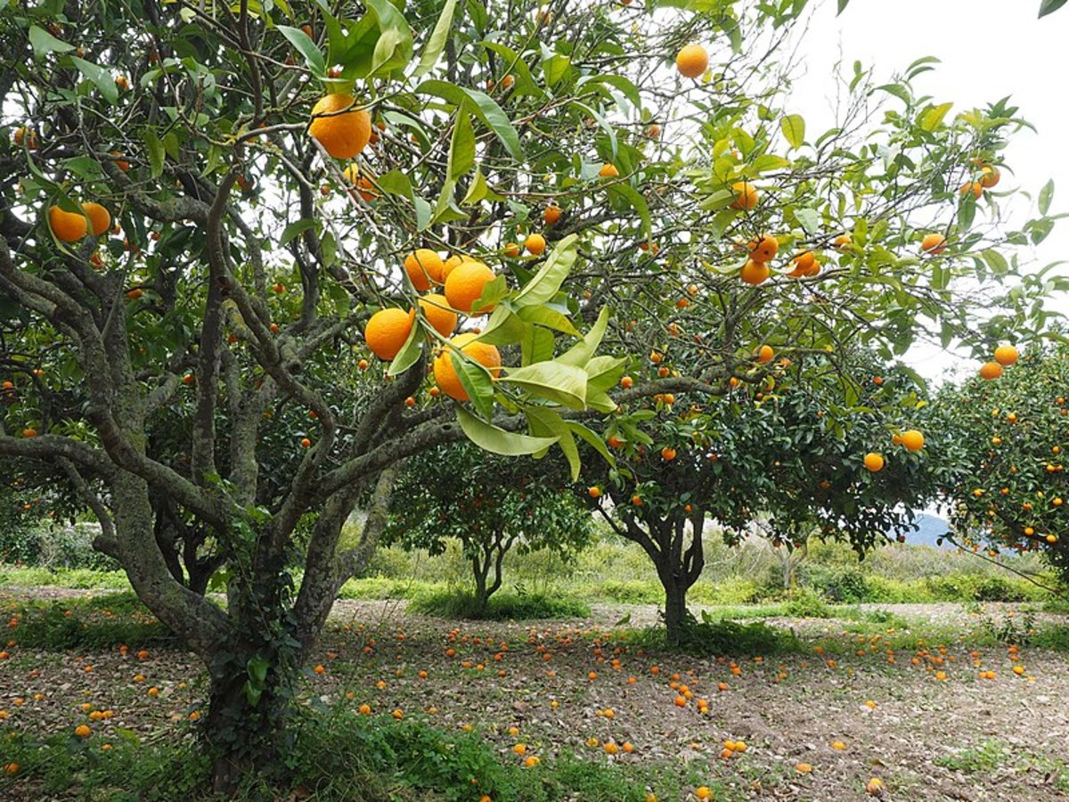 7 Varieties of Oranges in the World