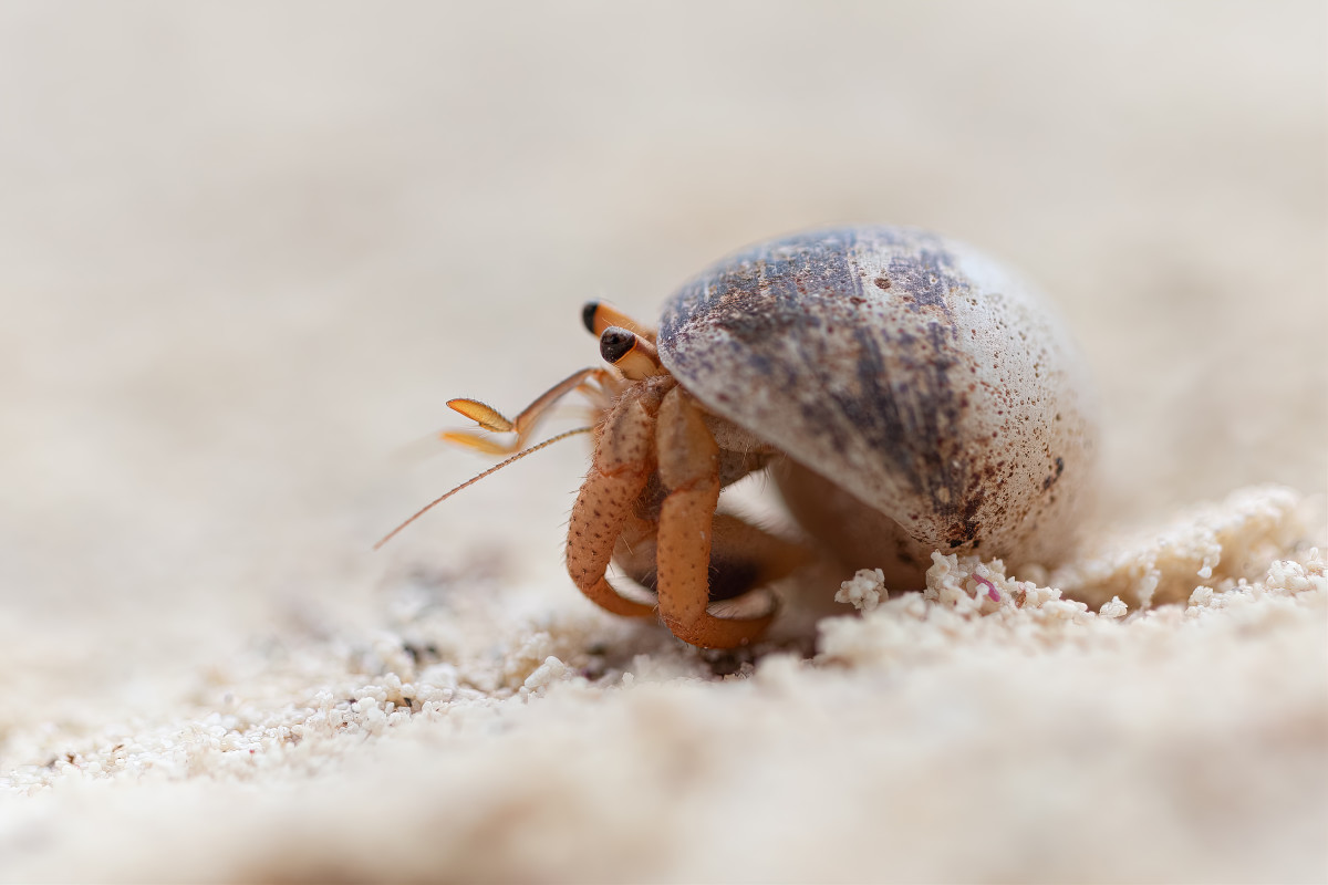 Someone Gifted Toddler a Hermit Crab and Mom’s Face Says It All ...