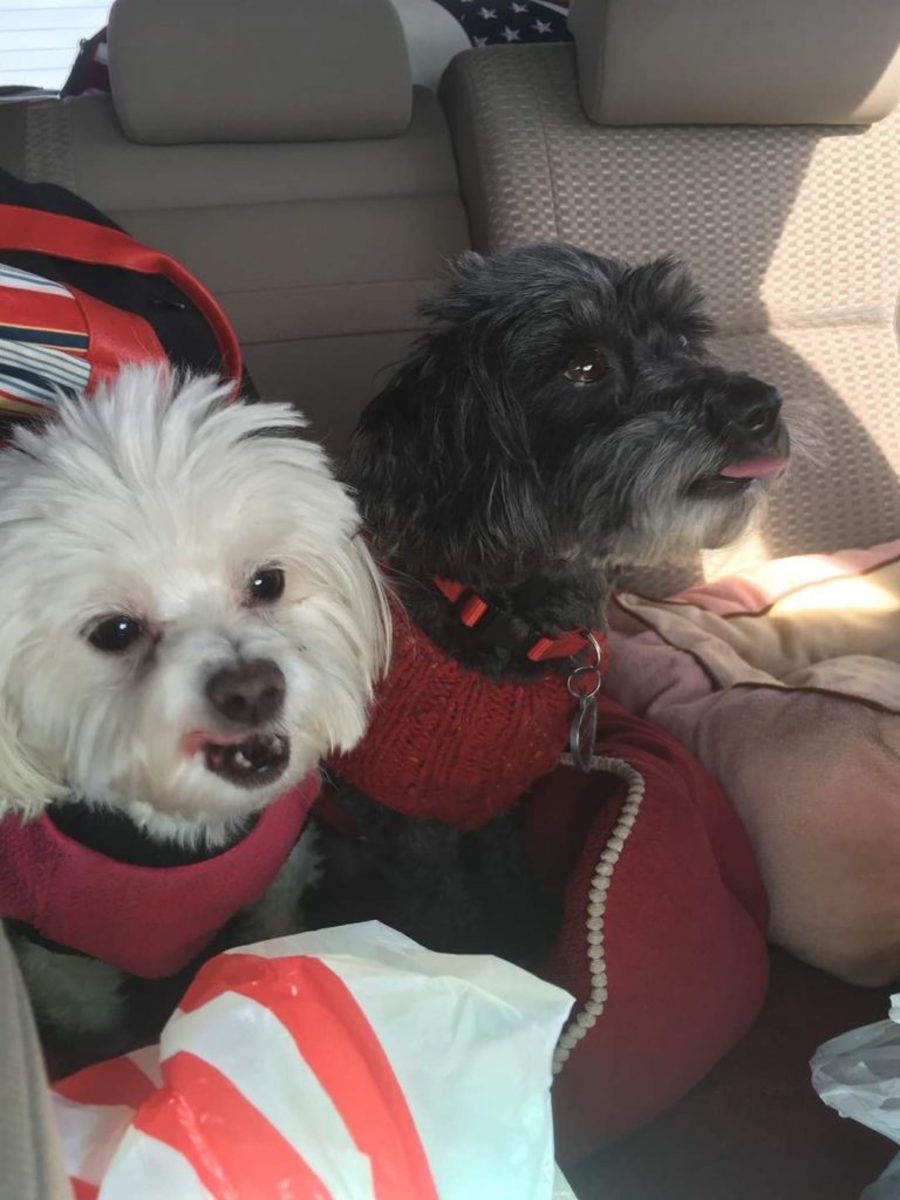Coco and Sophie love a road trip!