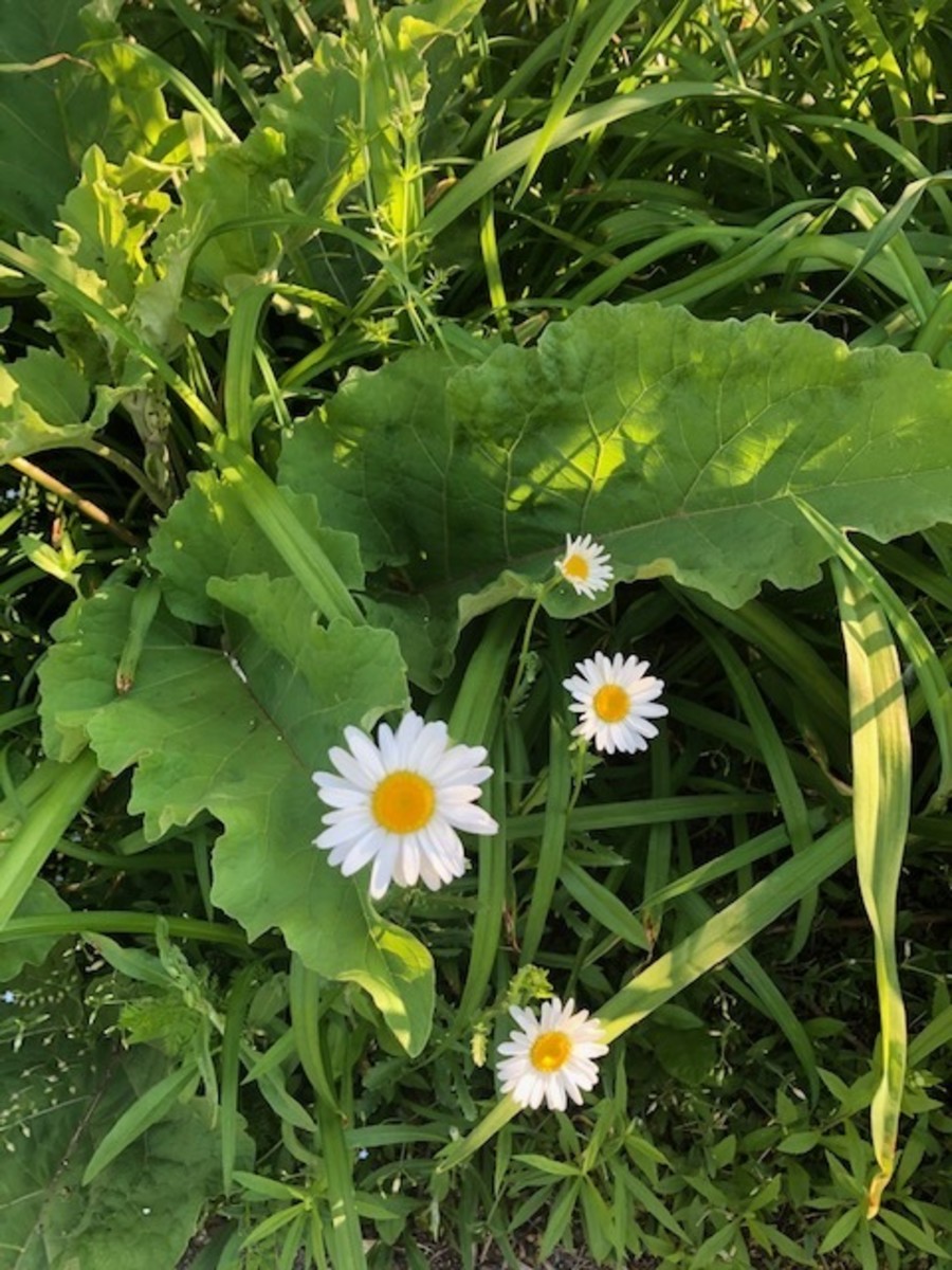 Daisies Among the Green