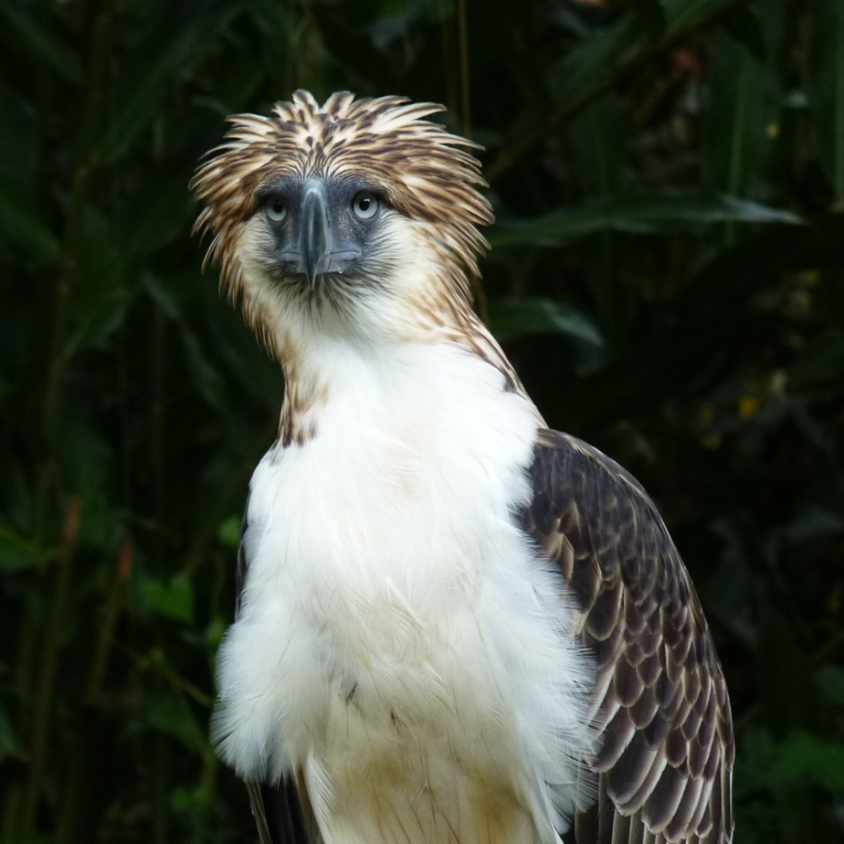 Read on to learn about some of the most endangered species in the Philippines, including the Philippine eagle, pictured above.