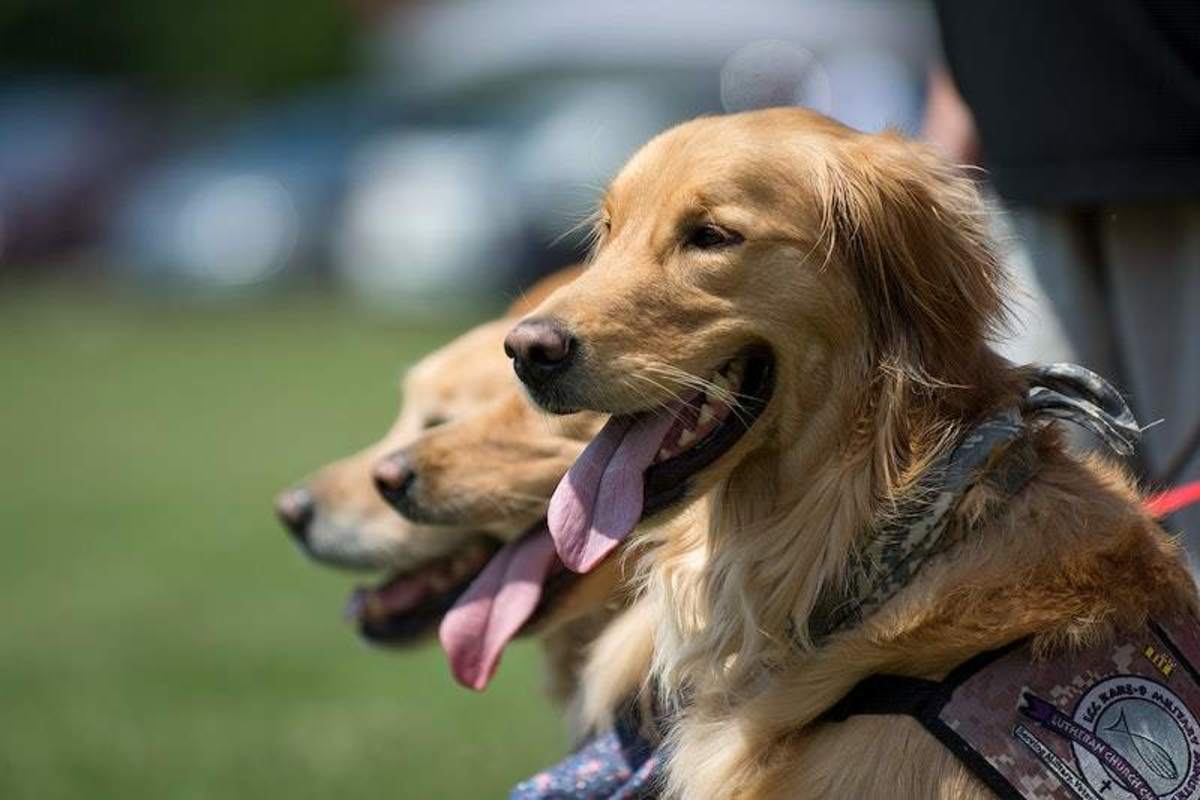 types-and-characteristics-of-service-dogs