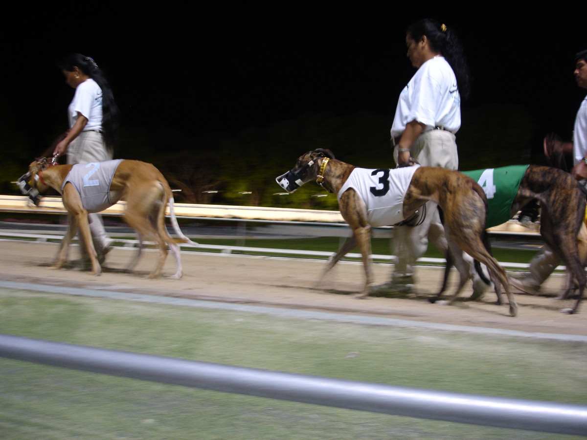 dog-racing-history-breeding-and-identification-grading-race-procedures