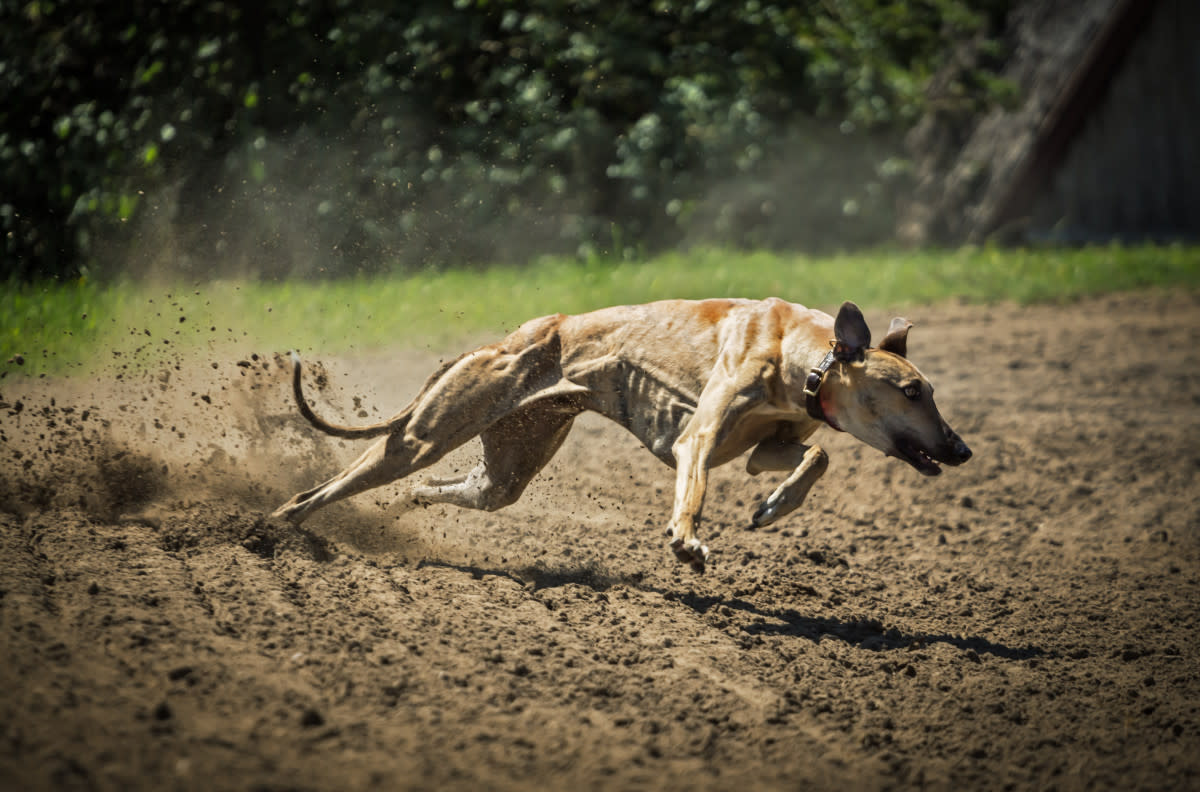 dog-racing-history-breeding-and-identification-grading-race-procedures