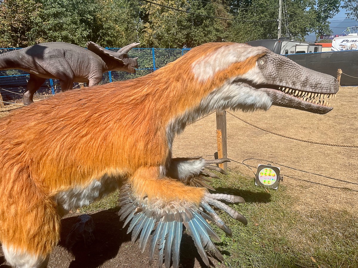 Austroraptor is thought to have been a feathered dinosaur. Triceratops is in the background.