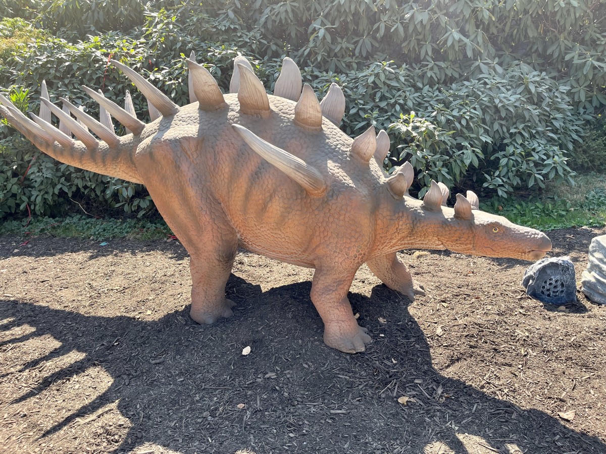 The Kentrosaurus model