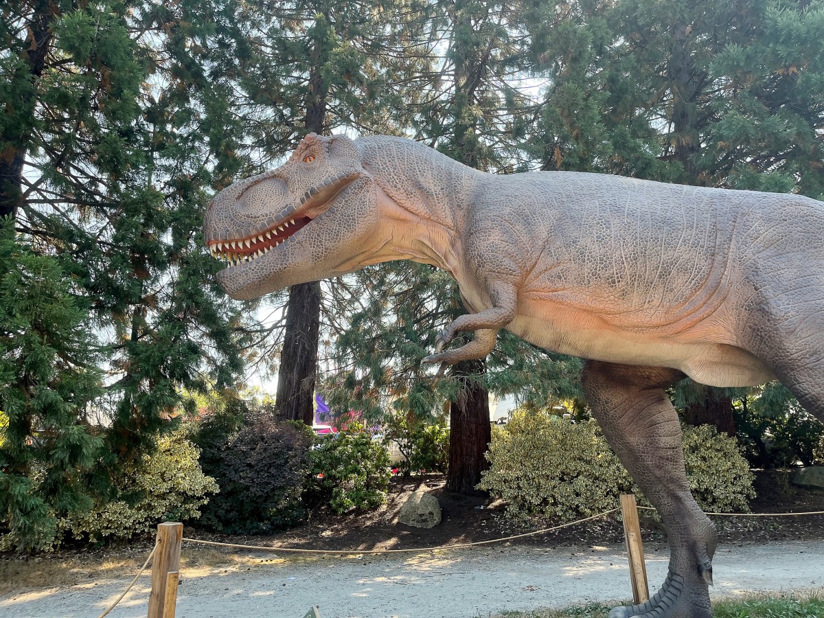 A Tyrannosaurus rex model at the PNE Fair