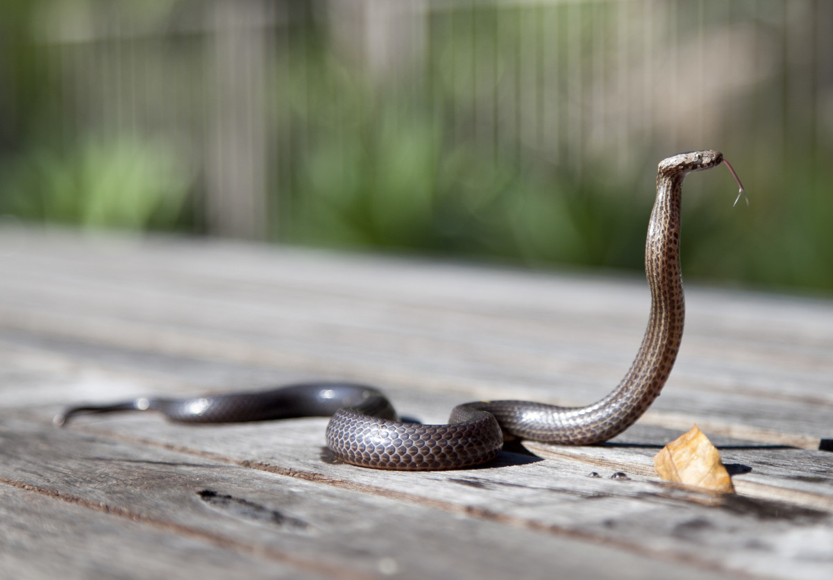 Fear of snakes and other types of animals are very common phobias. Cultural beliefs and associations with different types of animals tend to have a large impact on animal phobias.