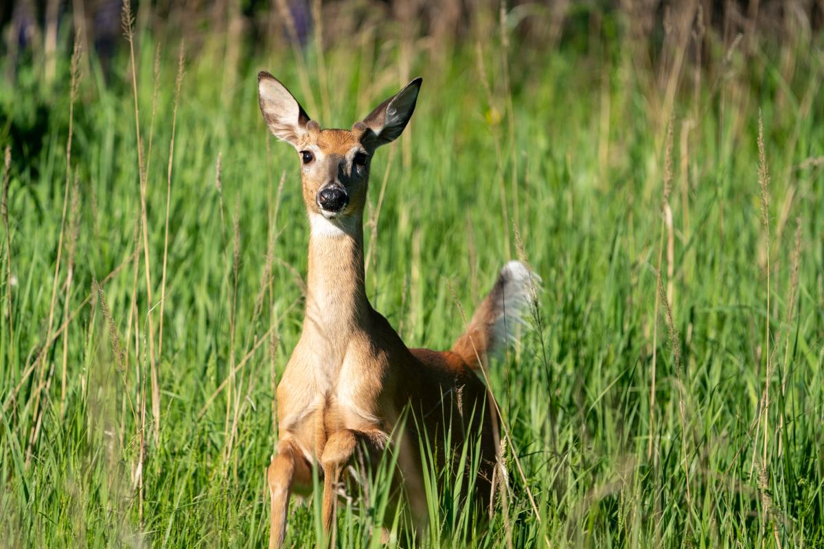The ultimate guide to deer shining.