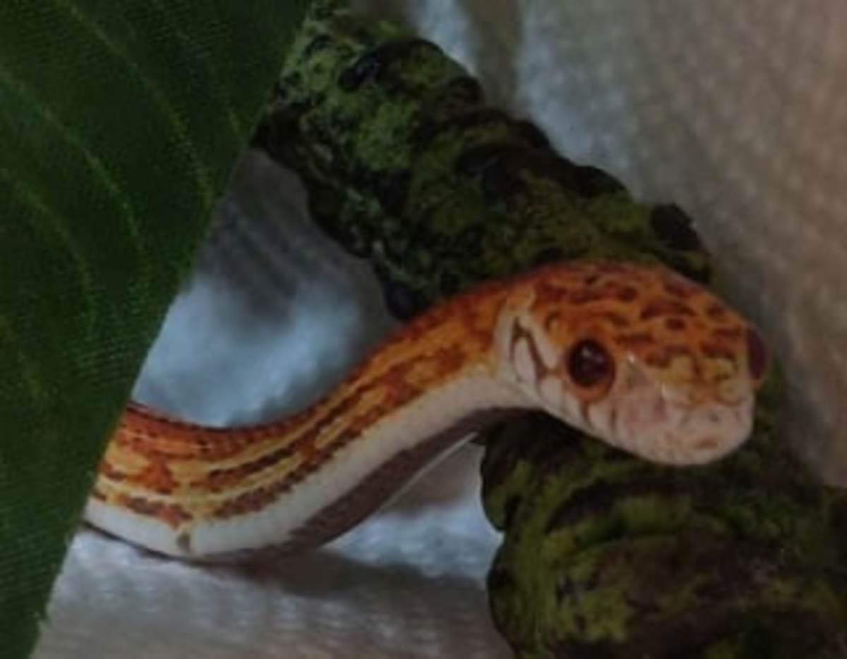 Q&A: Can My Corn Snake Get Infected From a Used Terrarium?