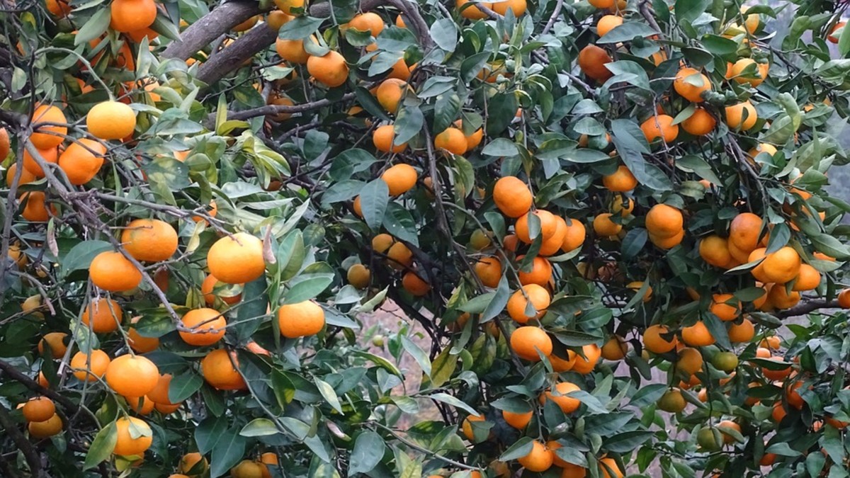 Georgia Tangerines