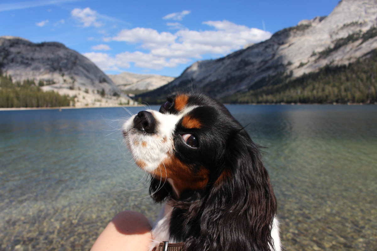 DogFriendly Glamping Experience Near Yosemite Is a Pet Parent's Dream WanderWisdom News