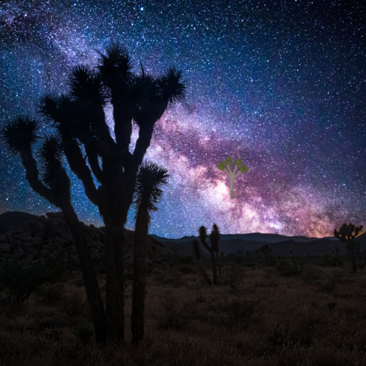 5 Places to Visit in Joshua Tree National Park