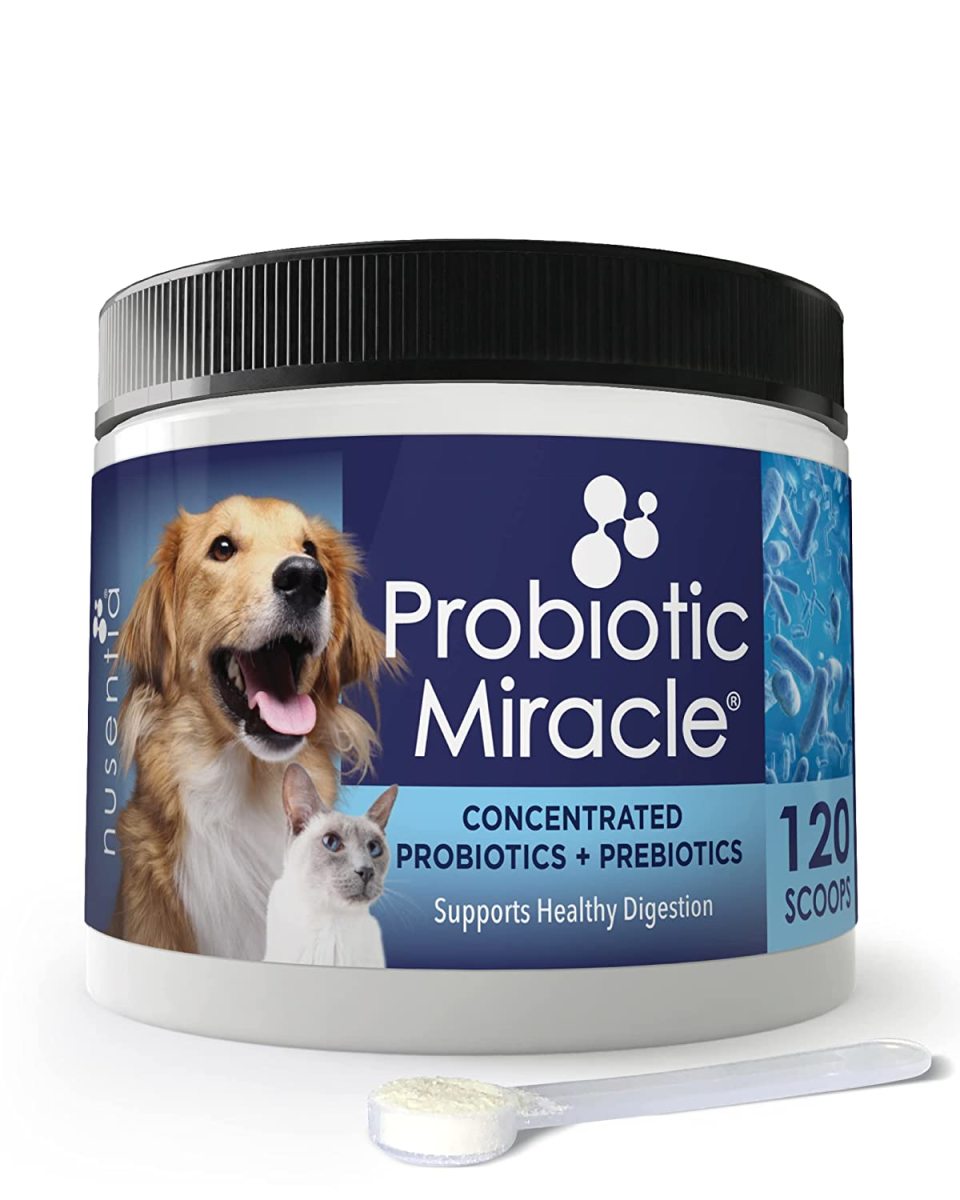 what-is-the-best-probiotic-to-give-my-dog