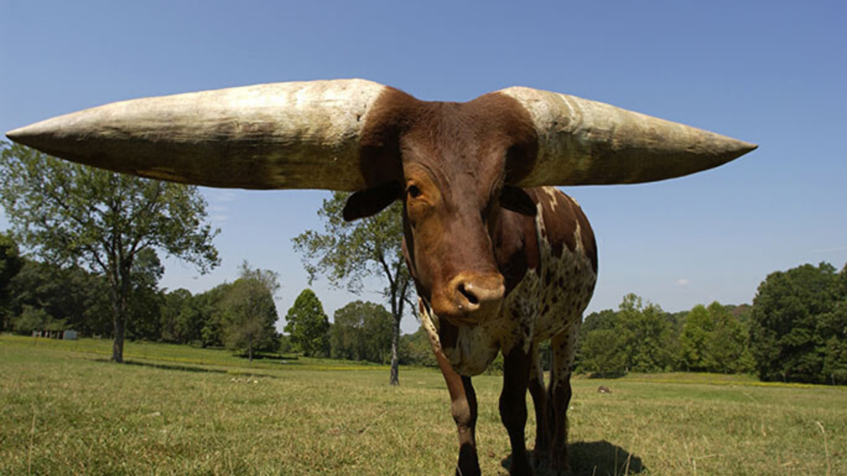 the-longest-horns-in-the-world