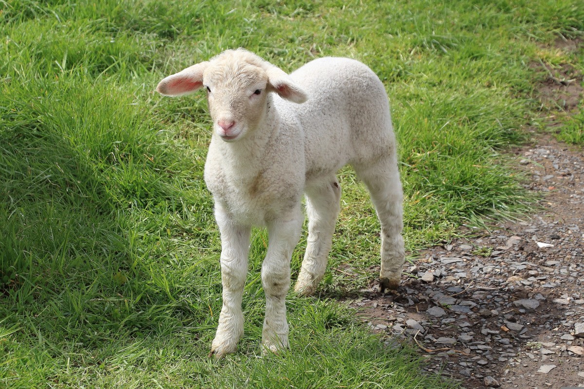 A lamb without blemish and without spot