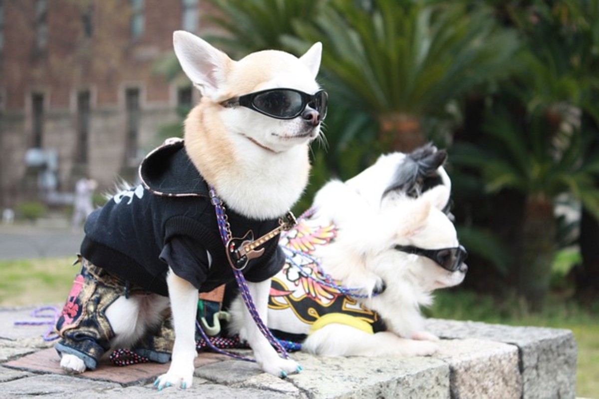 Japanese Rockabilly Dogs