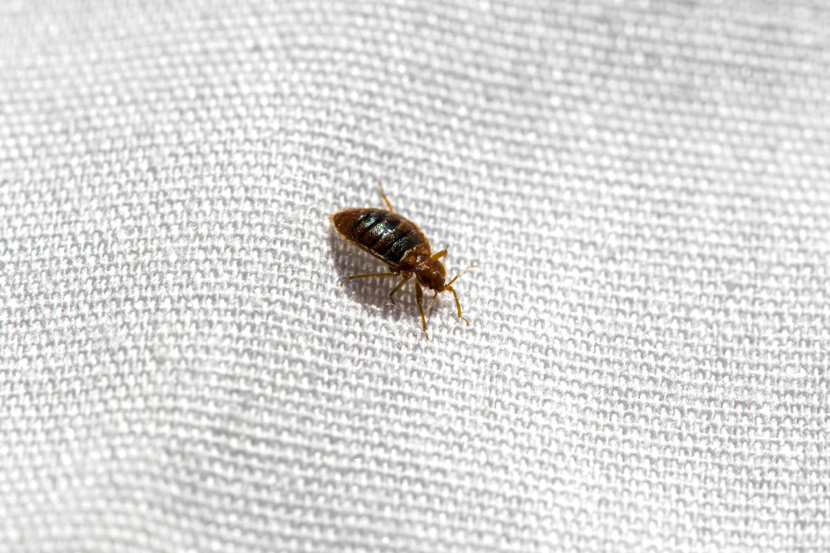 Doctor s Easy Tip For Avoiding Hotels With Bed Bugs Shouldn t Be 