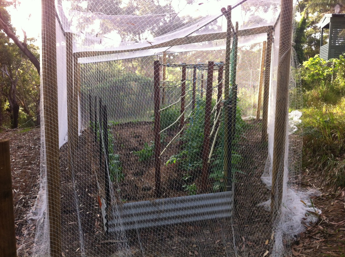 Make sure to replace your chicken wire when begins to rust