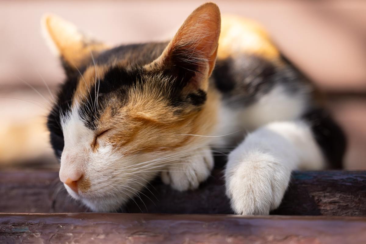 7-reasons-why-your-cat-wont-sleep-with-you