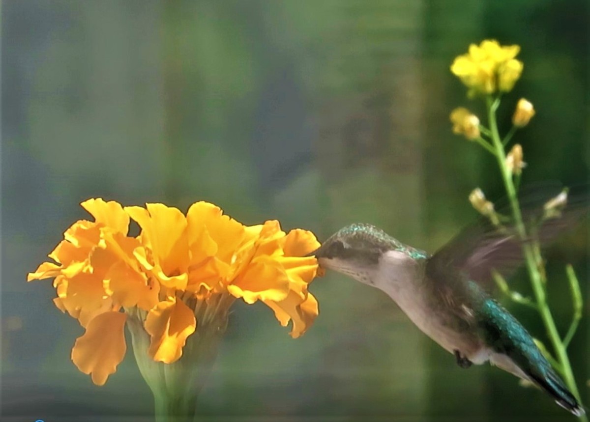 Hummingbird at Marigold