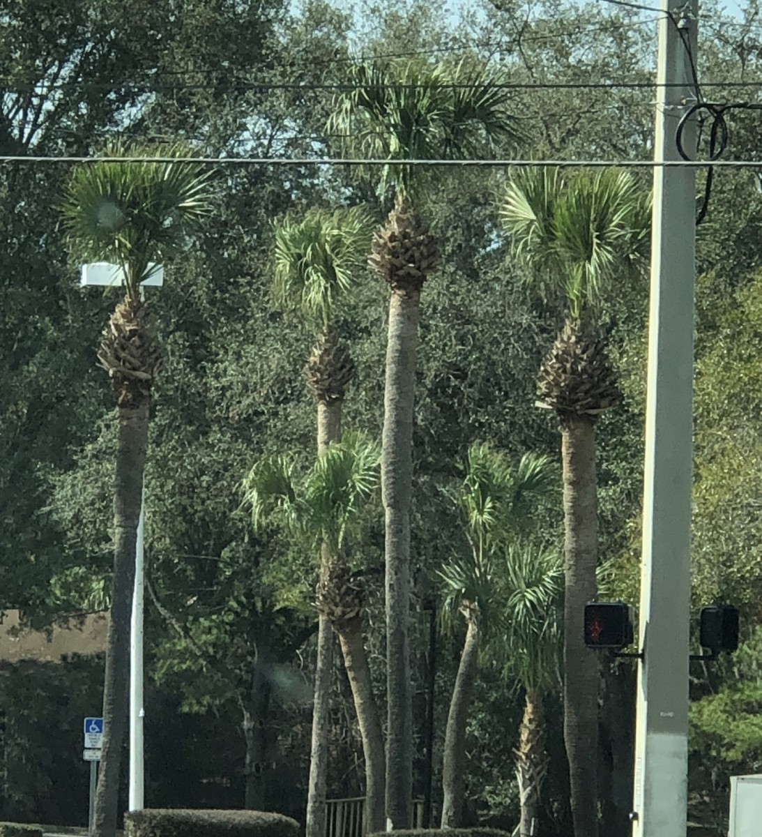 These Cabbage Palms have suffered not only a hurricane cut but also a pineapple cut. The pineapple cut involves removing all but the top boots, and trimming them so that the palm resembles a pineapple plant.