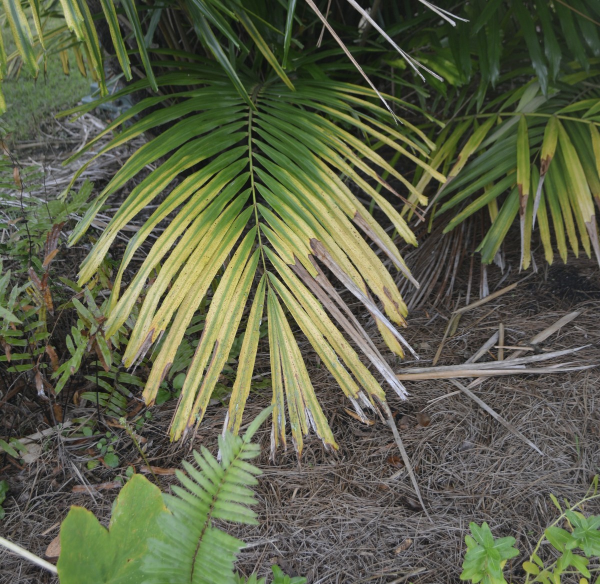 This v-shaped discoloration is indicative of nutrient deficiencies. This Dwarf Sugar Palm needs fertilizer. 