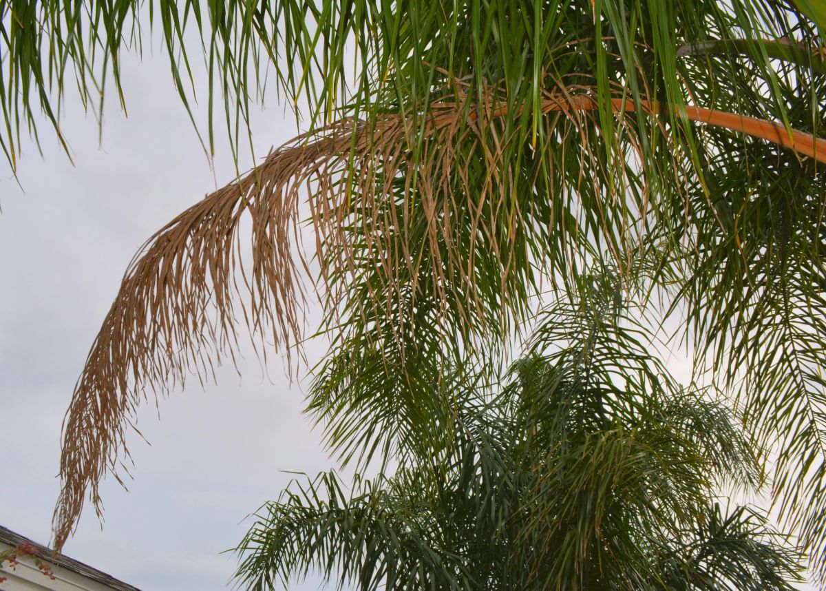 Palms: When to Prune? When Not to Prune?