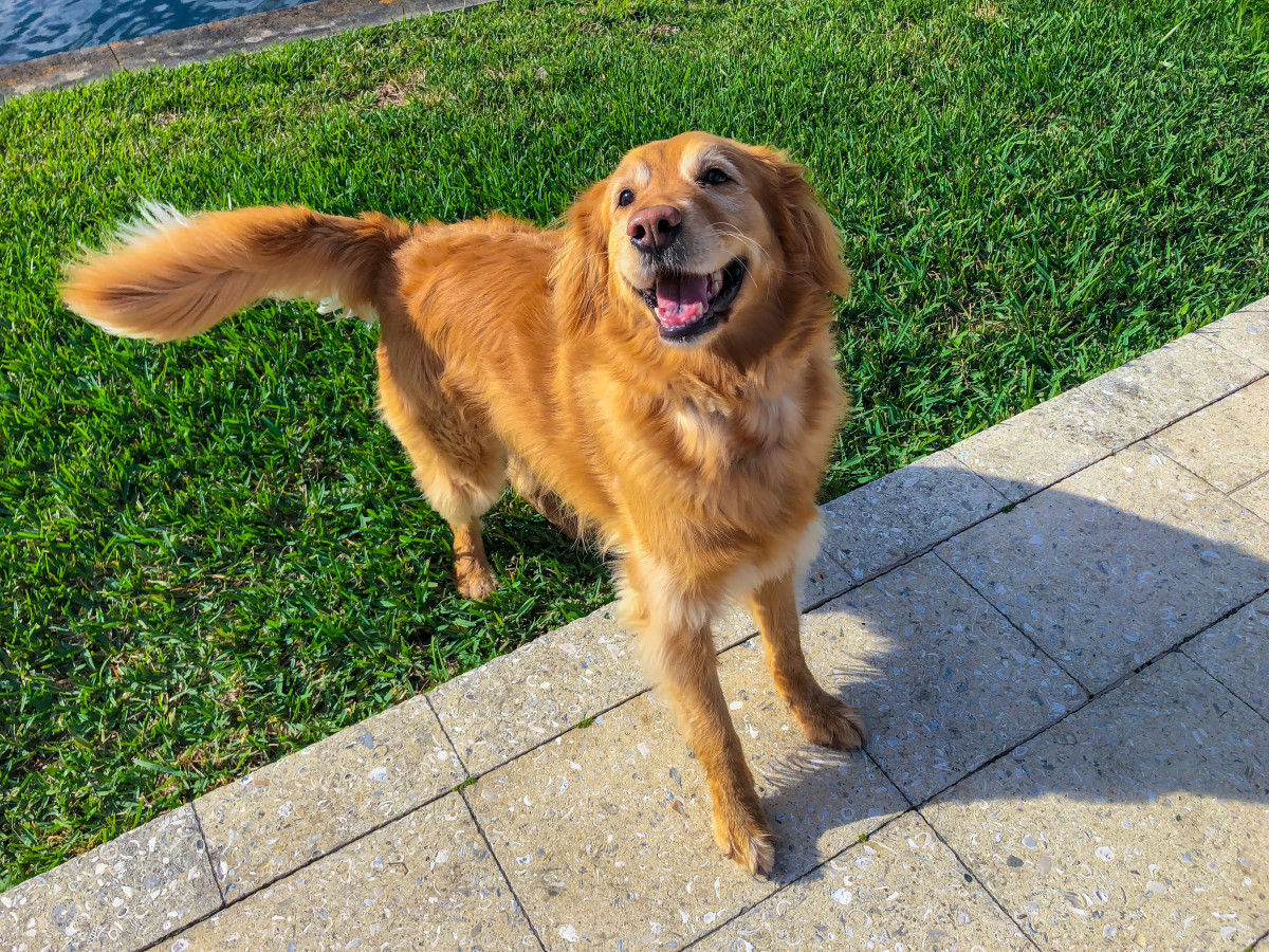DogFriendly Airbnb in Aspen That's Cute and BudgetFriendly Is Too Good to Pass Up