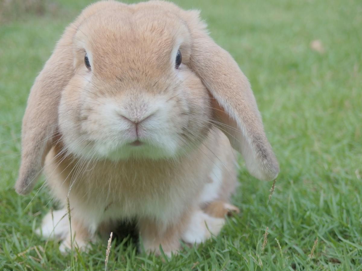 Top 8 Reasons Not to Give a Live Bunny for Easter