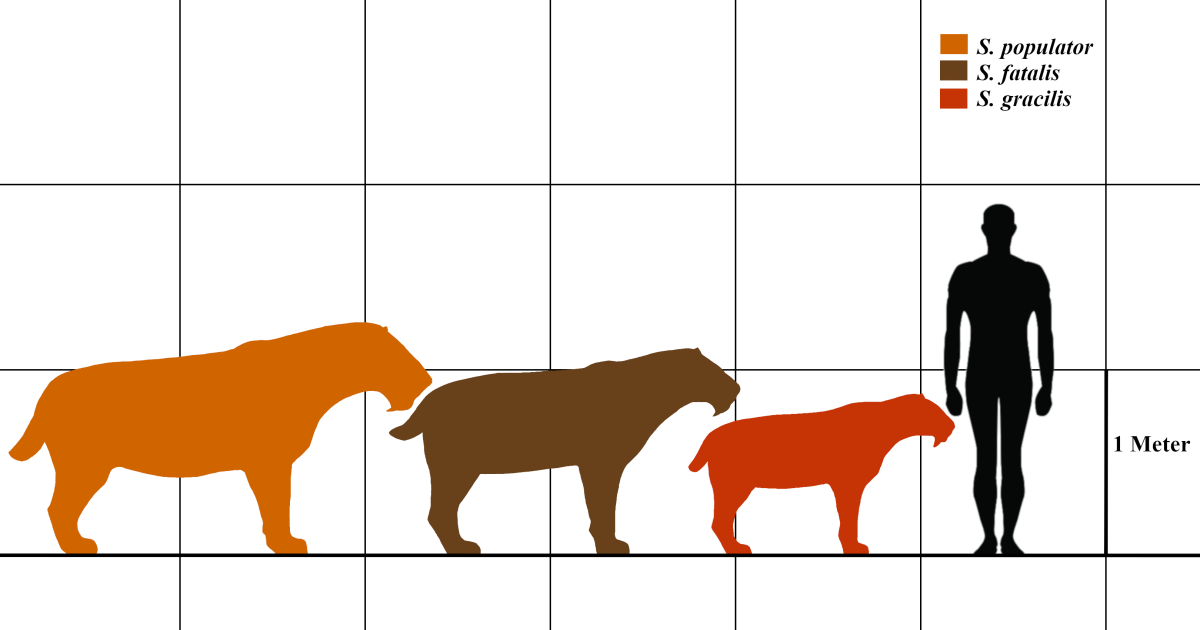 An image showing the relative size of each Smilodon species to a modern-day human.