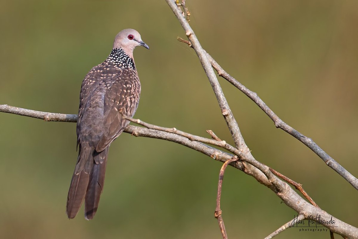 A spotted dove—this article covers hunting them in Texas. 