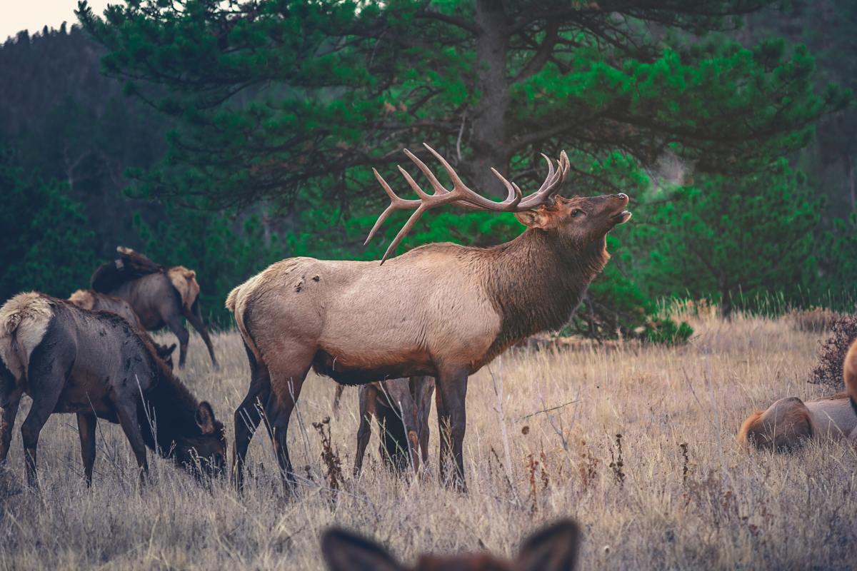Help Farmers With Game Damage Hunts and Get More Venison and Elk Meat