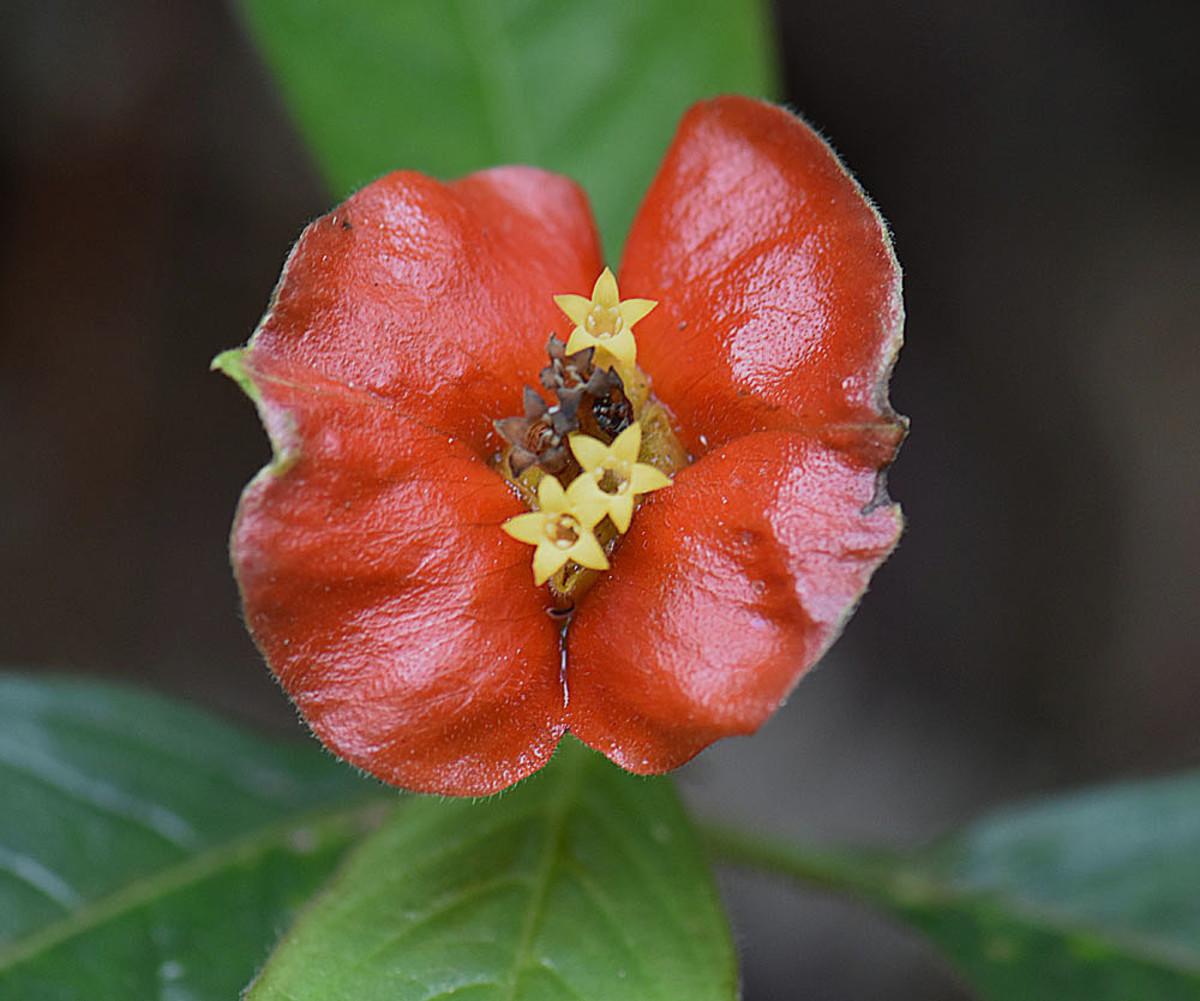 Check out this Costa Rica flowers identification article that includes 11 types of flowers and 10 trees with gorgeous blooms! (Pictured above is the Psychotria poeppigiana, also known as the Hot Lips or Labios de puta.)