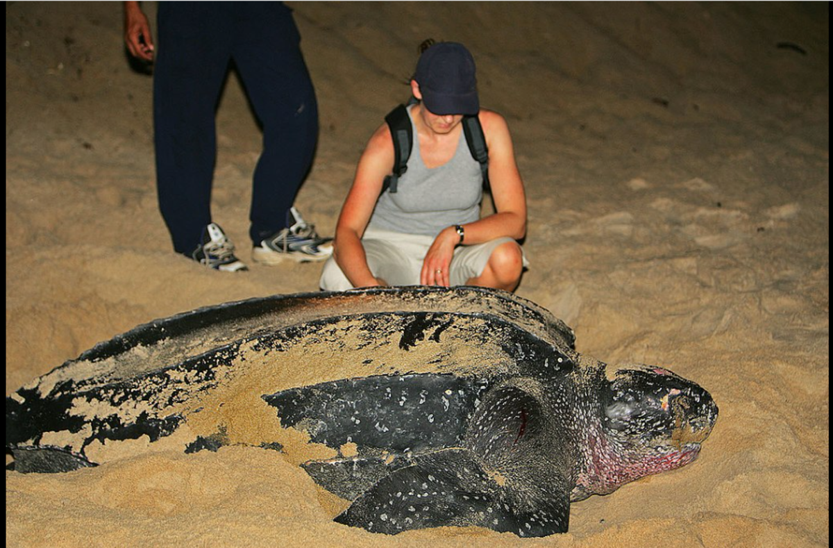 Size of leatherback compared to human