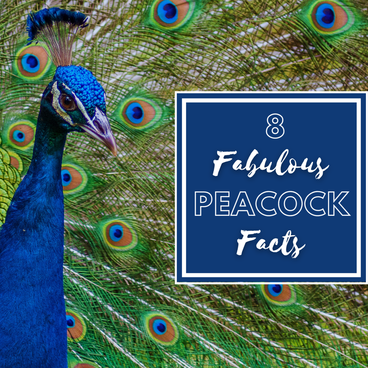 The Proud Peacock: Eight Fun Facts About the Indian Peacock
