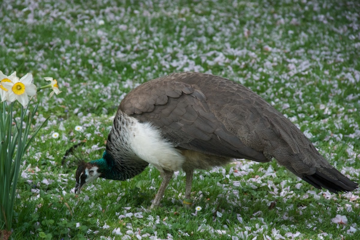 Indian peahen