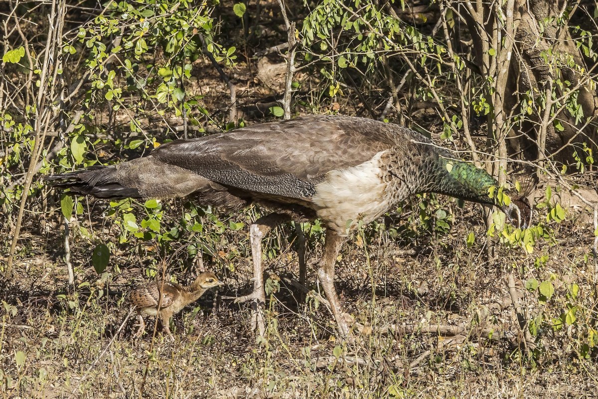 Peahen with her peachick