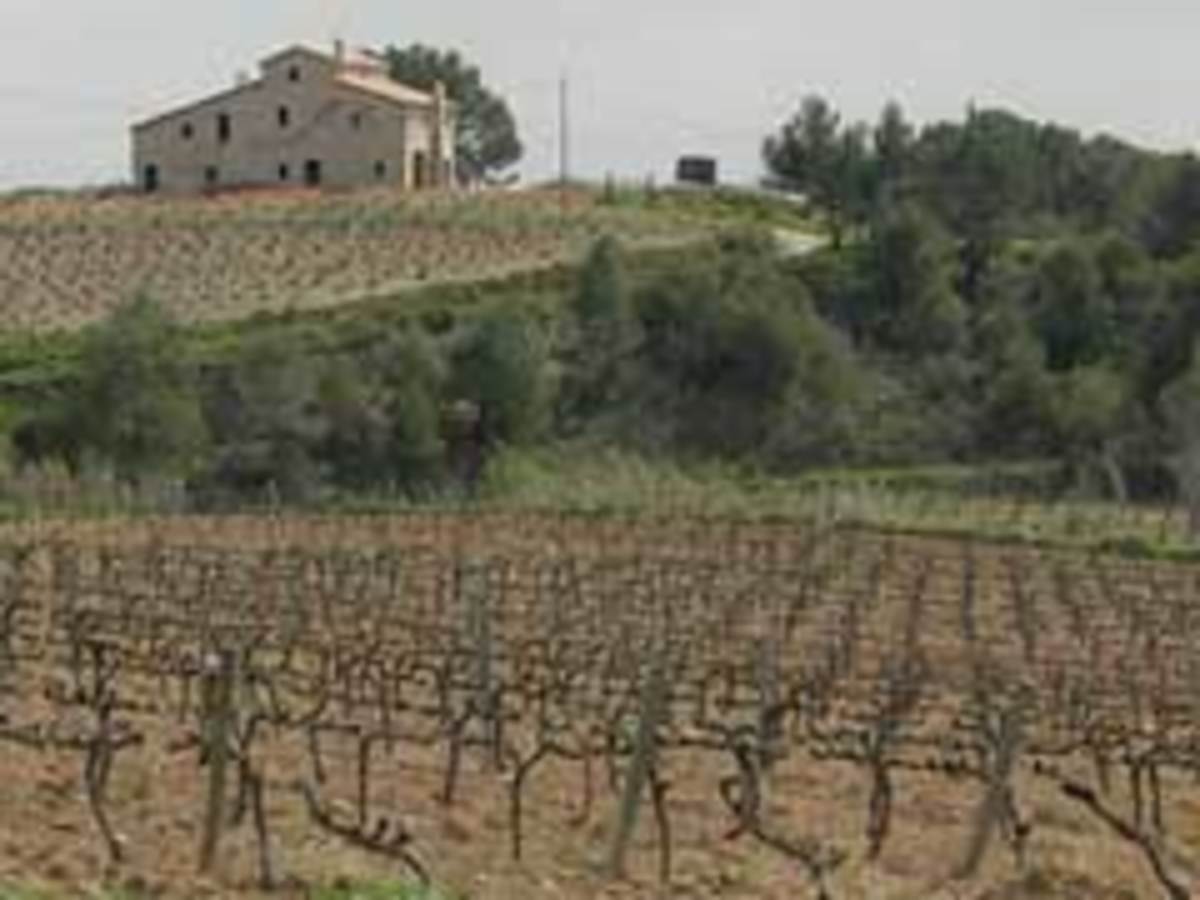 Codorniu vineyards and cava.
