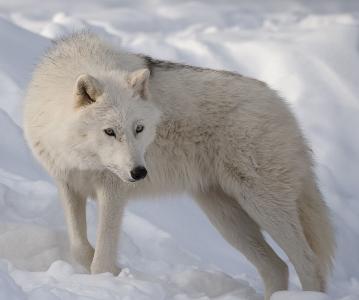 Melville Island Wolf (Arctic Wolf)