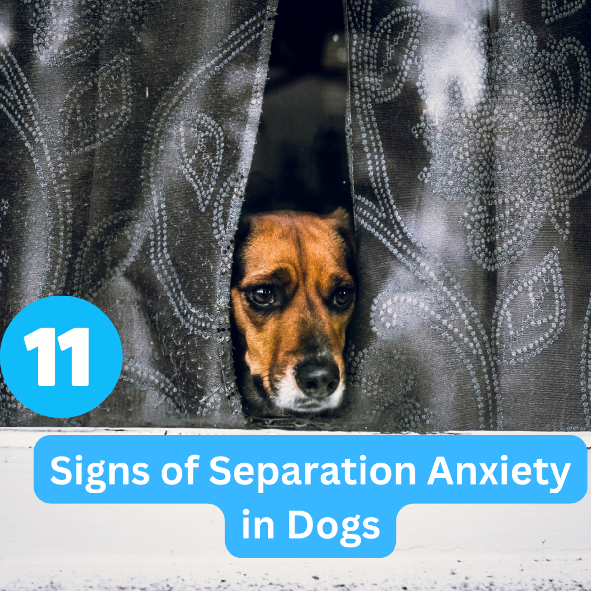 11 Signs of Separation Anxiety in Dogs