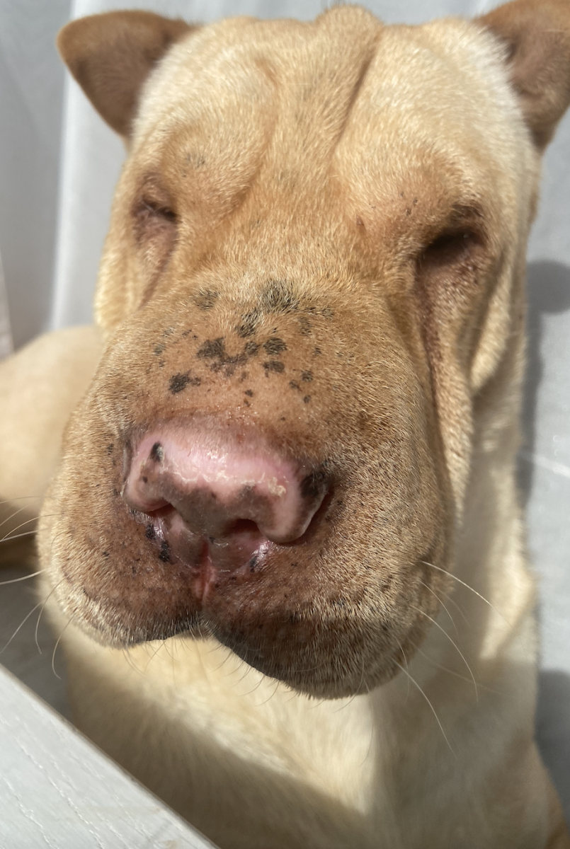 Q&A: What Is Wrong With My Dog's Nose?