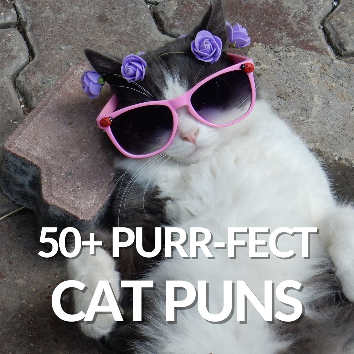60+ Purr-fect Cat Puns That Are Totally Paw-some
