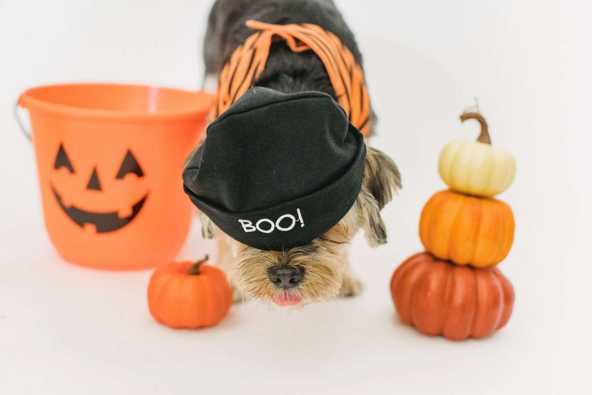 Halloween with Pets, Celebrations, Outfits and Gift Ideas for Pet Lovers