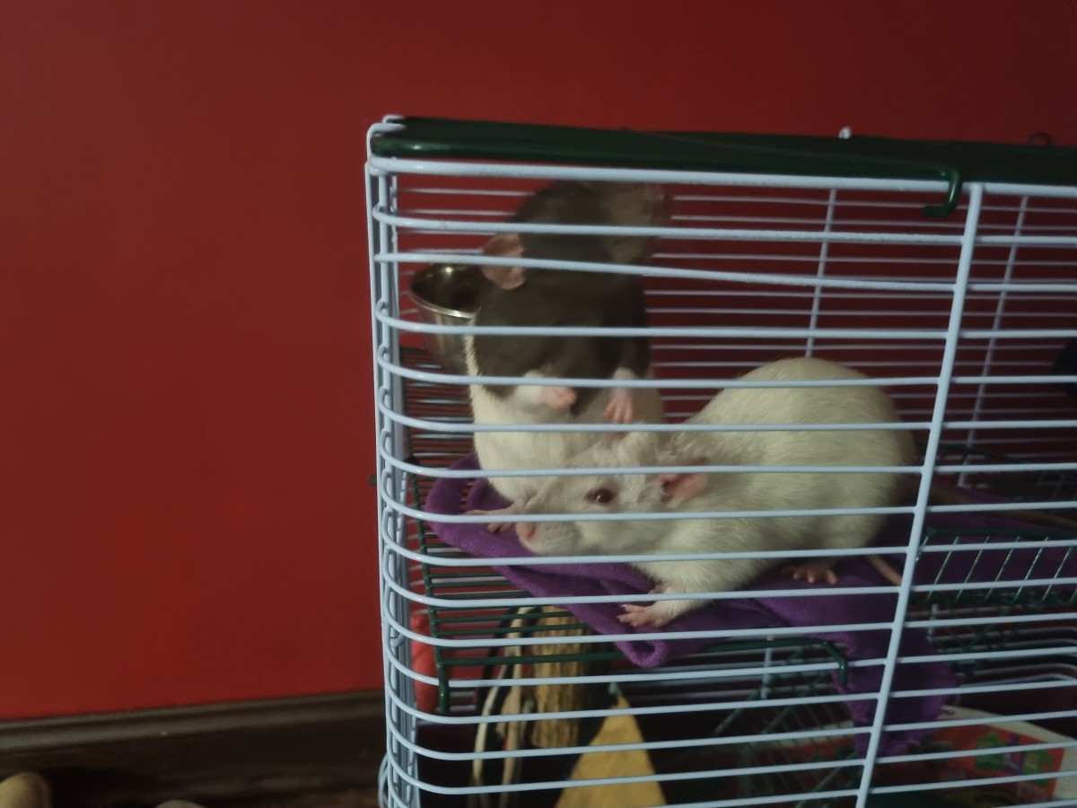 Q&A: Should I Separate My Rats If They Aren't Getting Along?